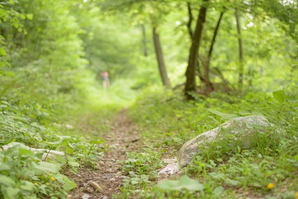 Do_razgledisca_pod_Srnjakom (3)