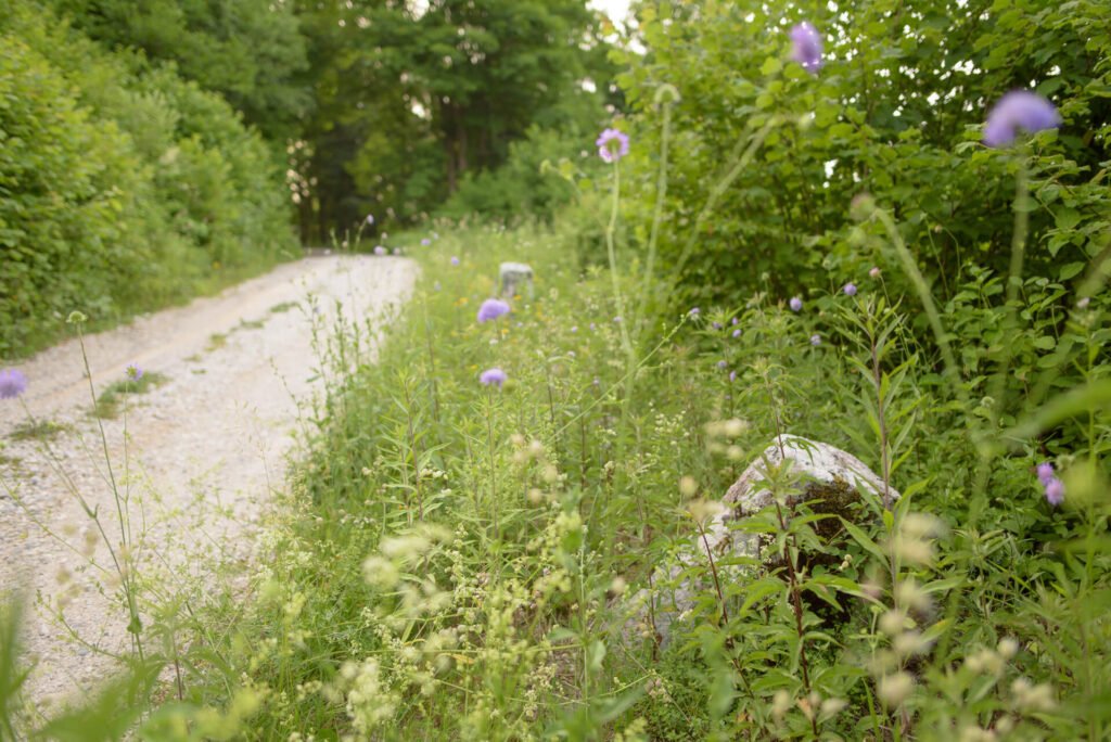 Do_razgledisca_pod_Srnjakom (4)