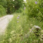 Do_razgledisca_pod_Srnjakom (4)