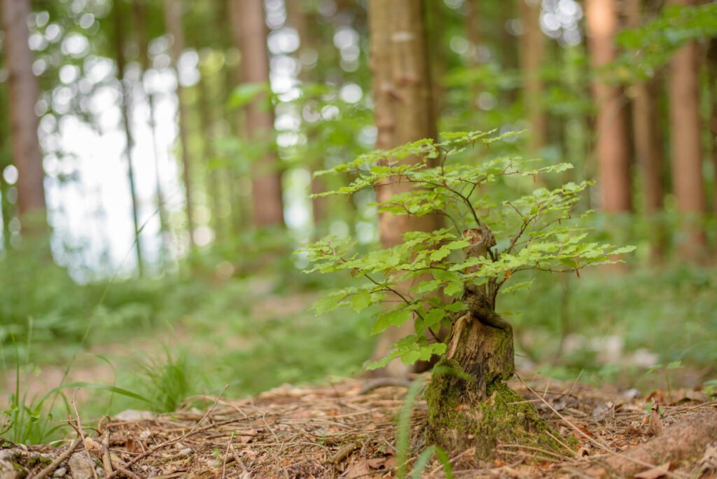 Do_razgledisca_pod_Srnjakom (8)