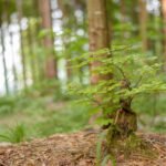 Do_razgledisca_pod_Srnjakom (8)