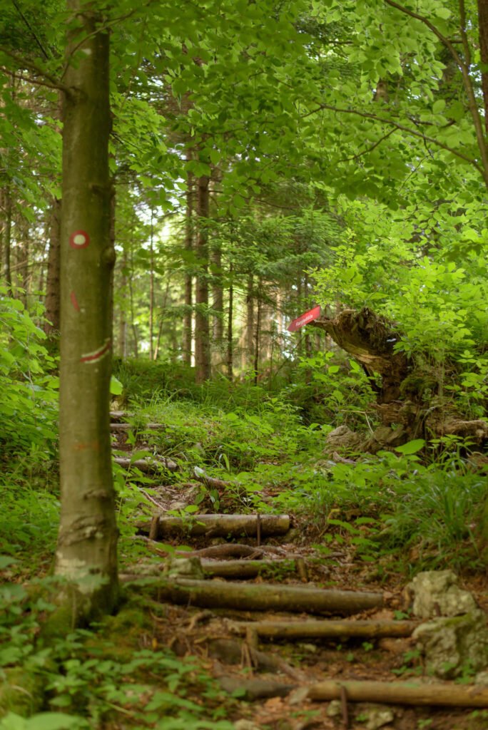 Do_razgledisca_pod_Srnjakom (9)