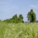 okrog-sekirice-in-zencka (2)