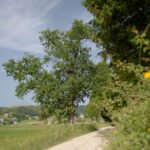 okrog-sekirice-in-zencka (7)