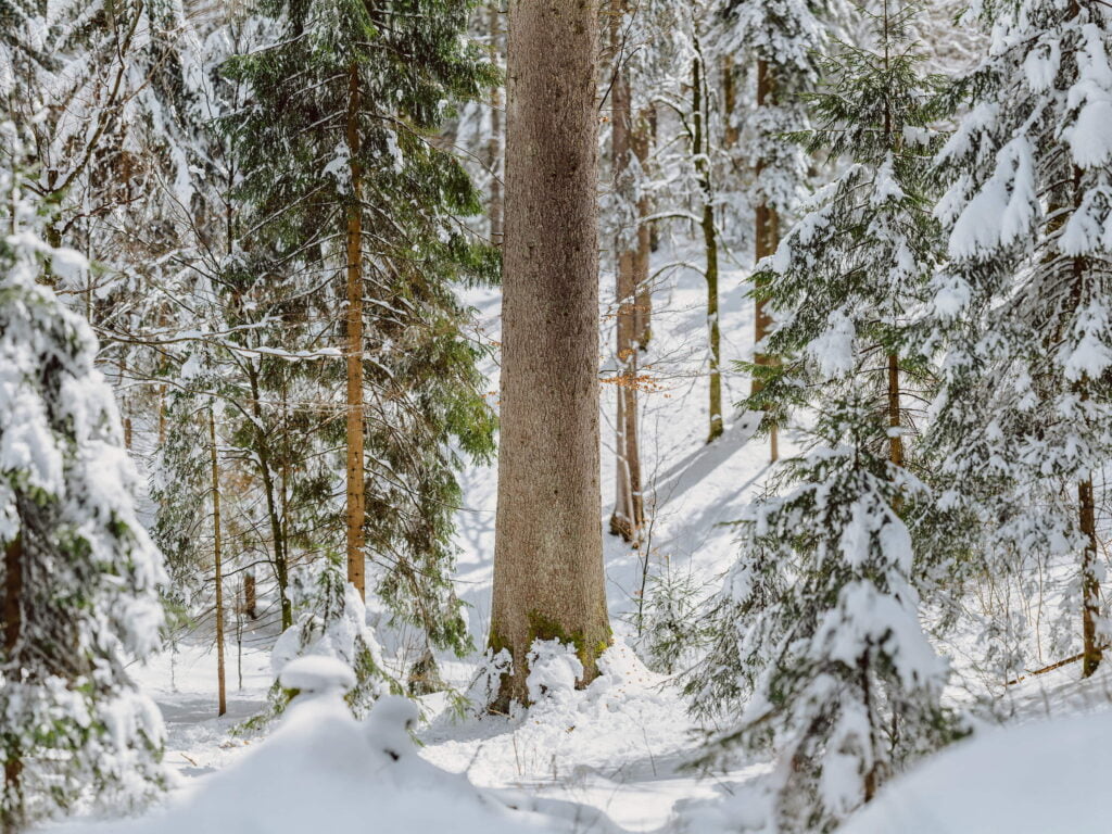 2b_Logaska_smreka_pano