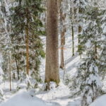 2b_Logaska_smreka_pano