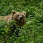 tn_Medo_00589_800x600